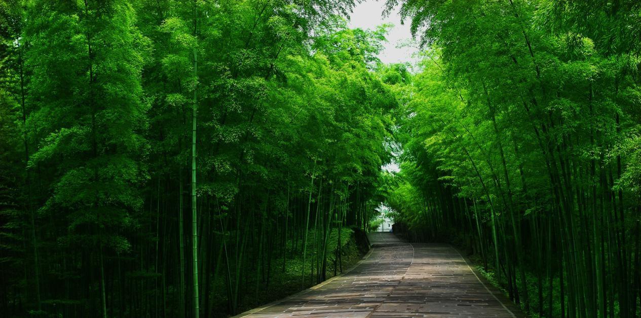 "Mar de Bambú" en Sichuan